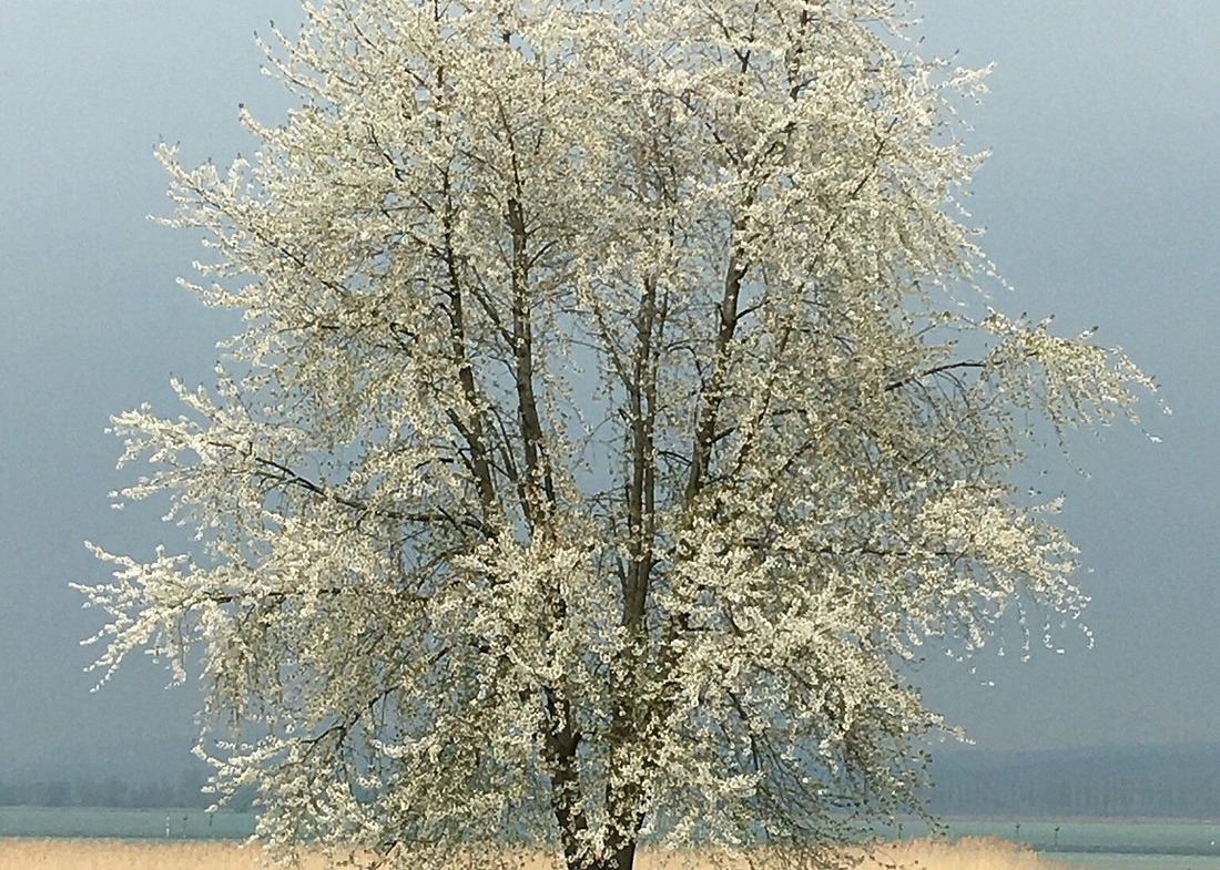 1100