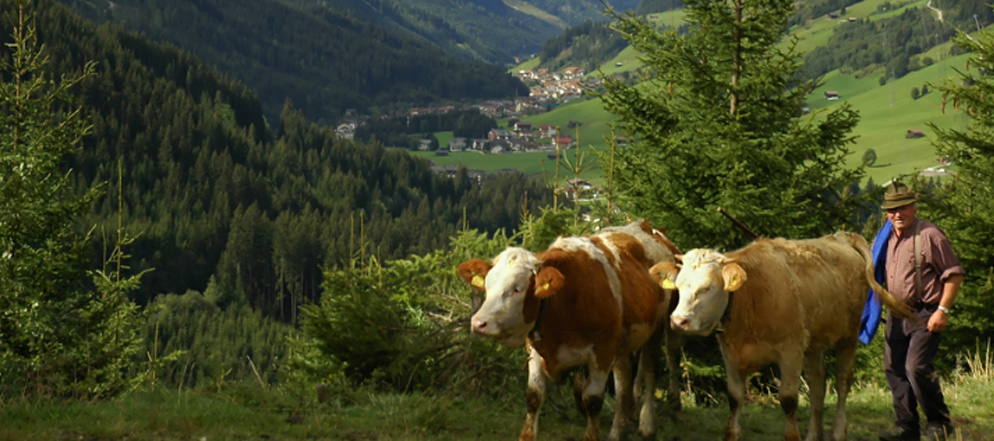 Wo findet man am besten Arbeit in der Schweiz? Zürich, Basel oder doch ein französischsprachiger Kanton? 🏔️